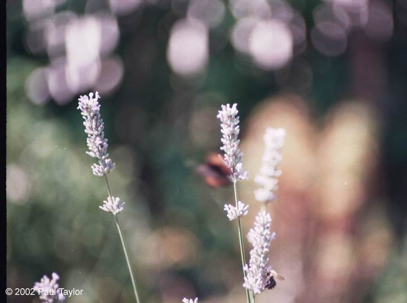 Natur530