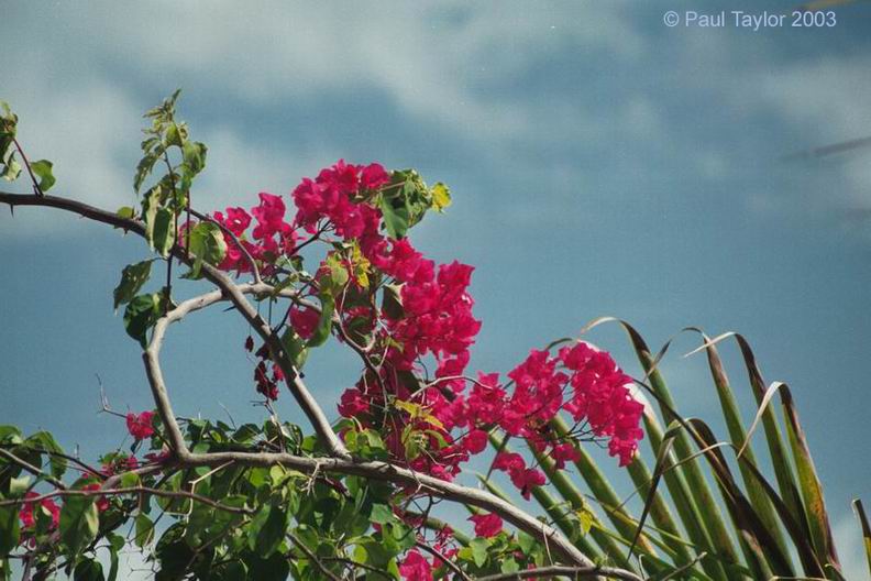 Natur636