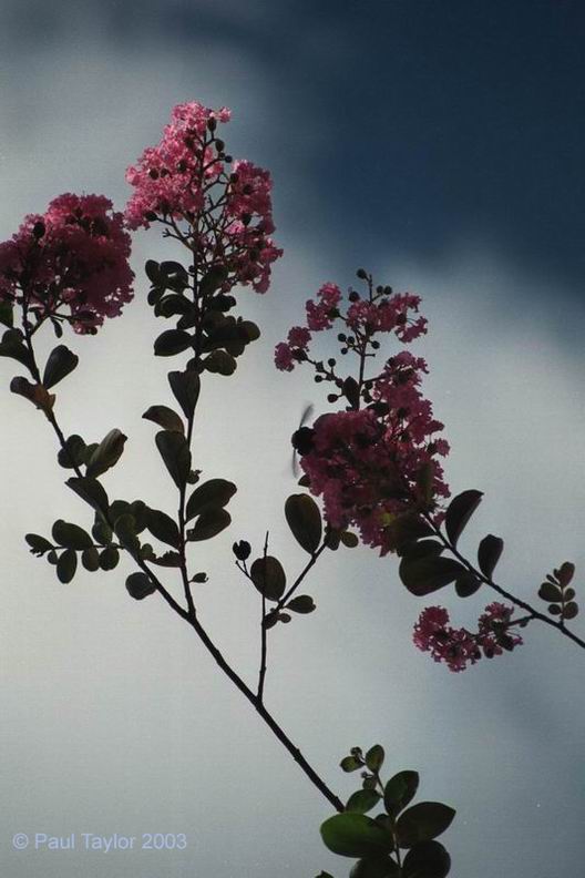 Natur637