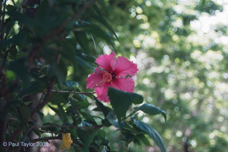 Natur663