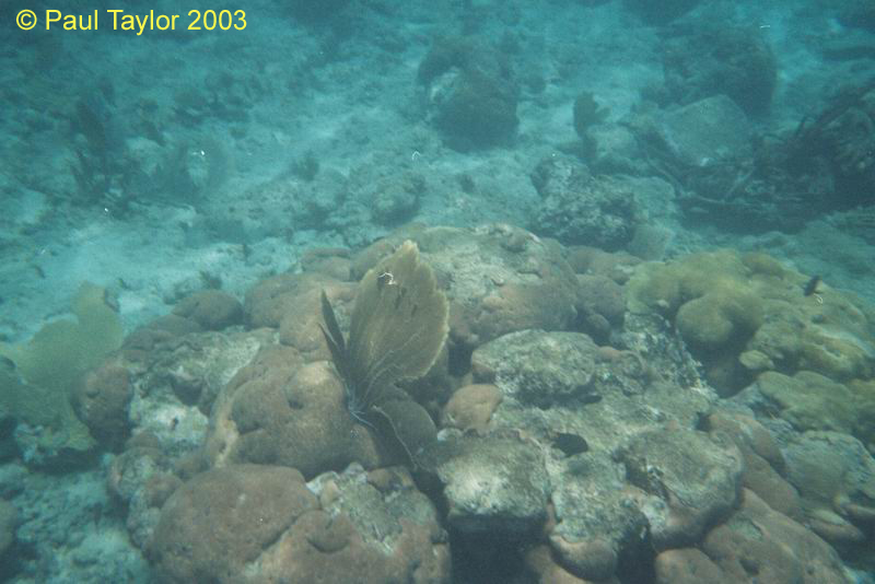 Underwater405