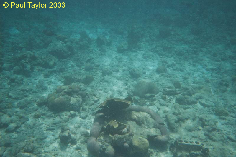 Underwater406