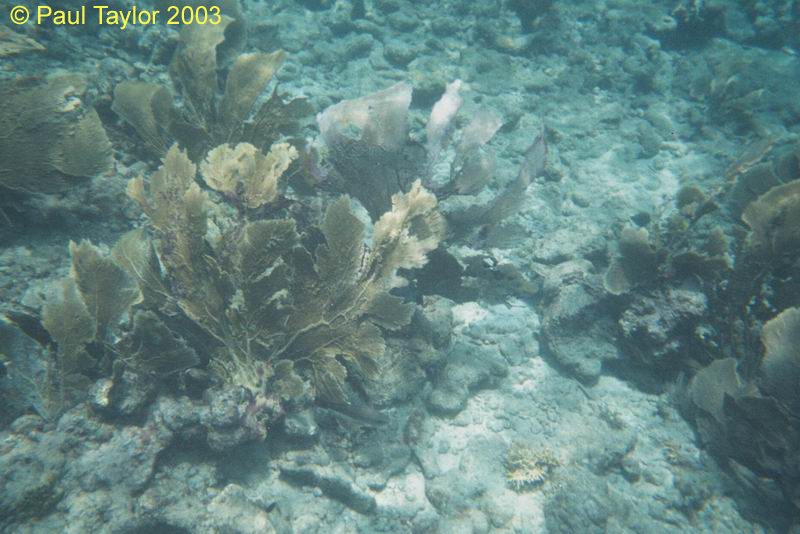 Underwater407