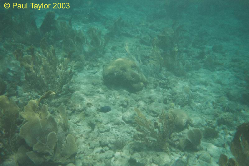 Underwater408