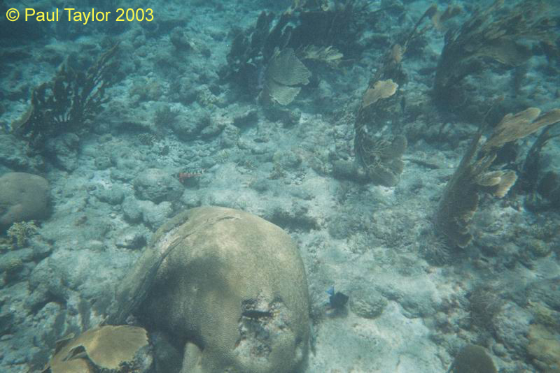 Underwater409