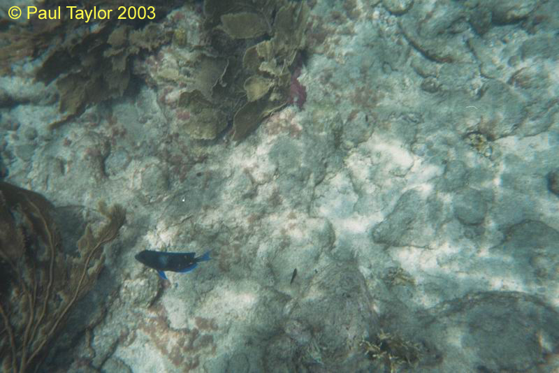 Underwater410