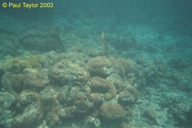 Underwater411
