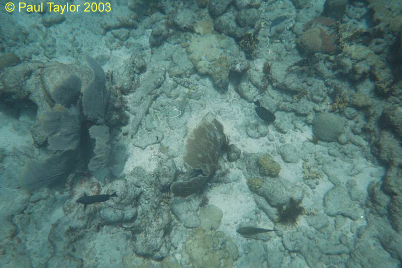 Underwater414