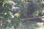 Natur617