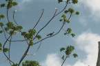 Natur621