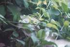 Natur624
