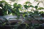 Natur625