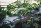 Natur626