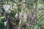 Natur629