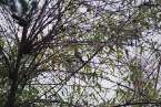 Natur631