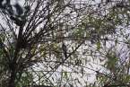 Natur632