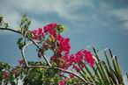 Natur636