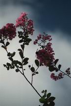 Natur637