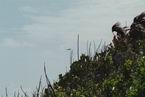 Natur647