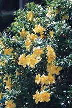 Natur661