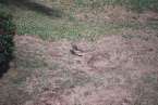 Natur672