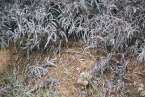 Natur686
