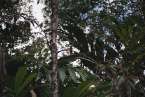 Natur690