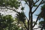 Natur691