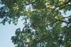 Natur698