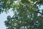 Natur699