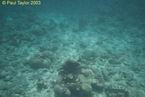 Underwater06
