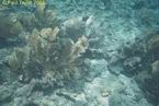 Underwater07