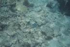 Underwater13