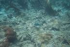 Underwater15