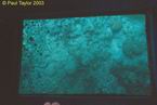 Underwater17