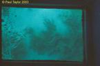 Underwater18
